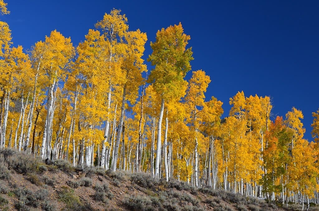 Featured Creature: Pando