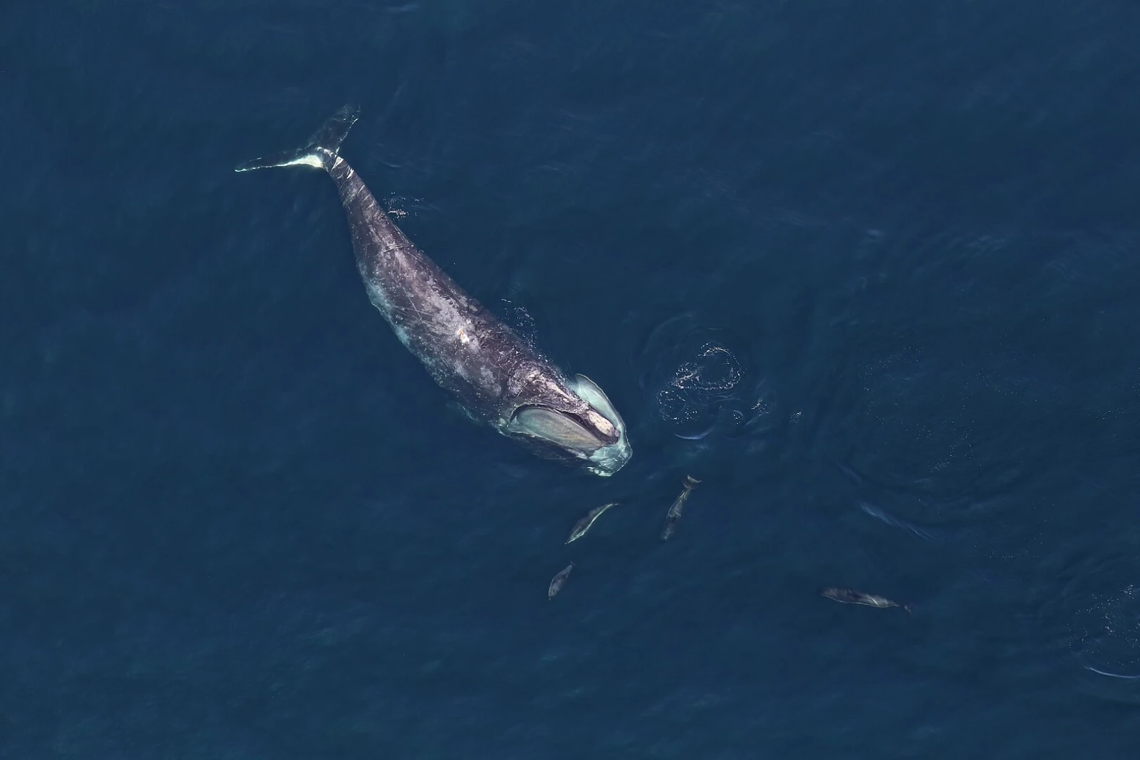 Featured Creature: Right Whale