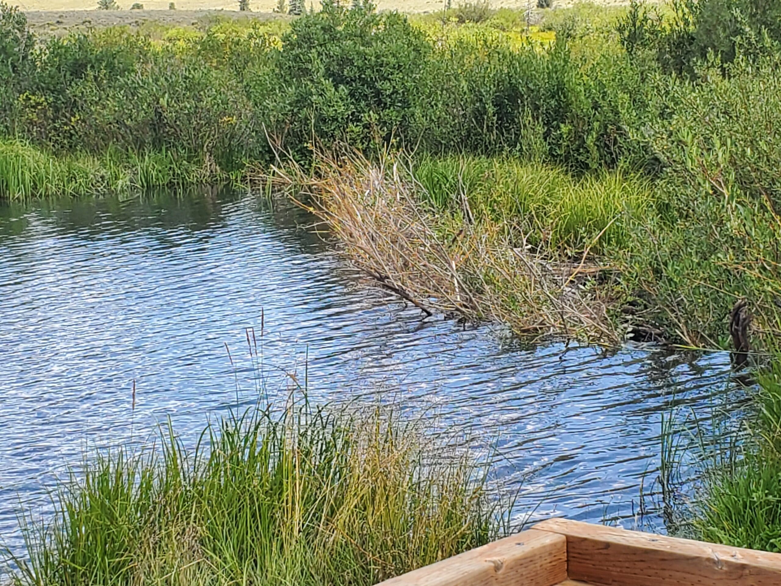 Beavers Restoring Water and Life in Alma, Colorado