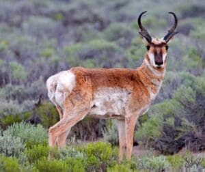 Featured Creature: Pronghorn