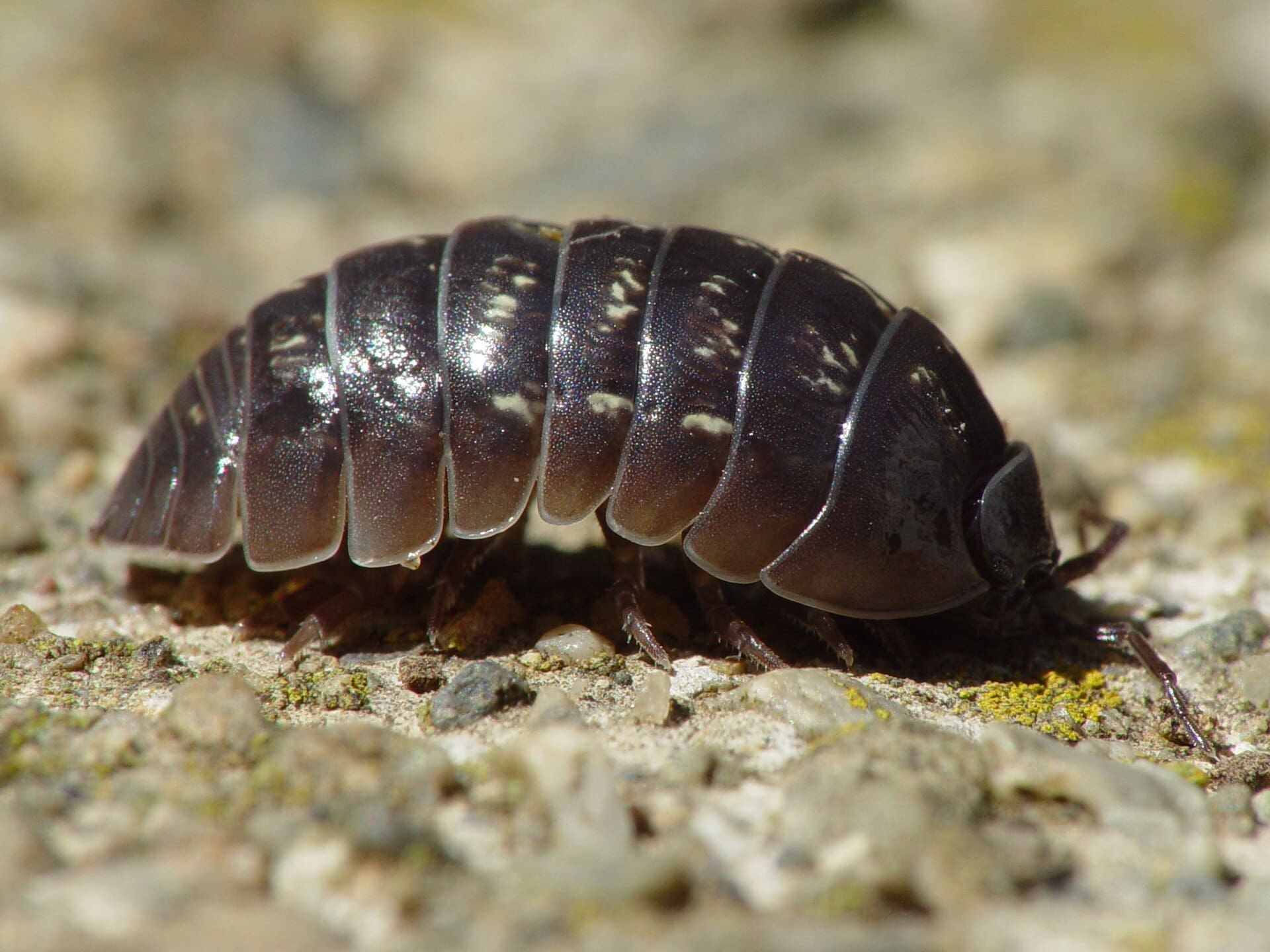Featured Creature: Pill Bugs