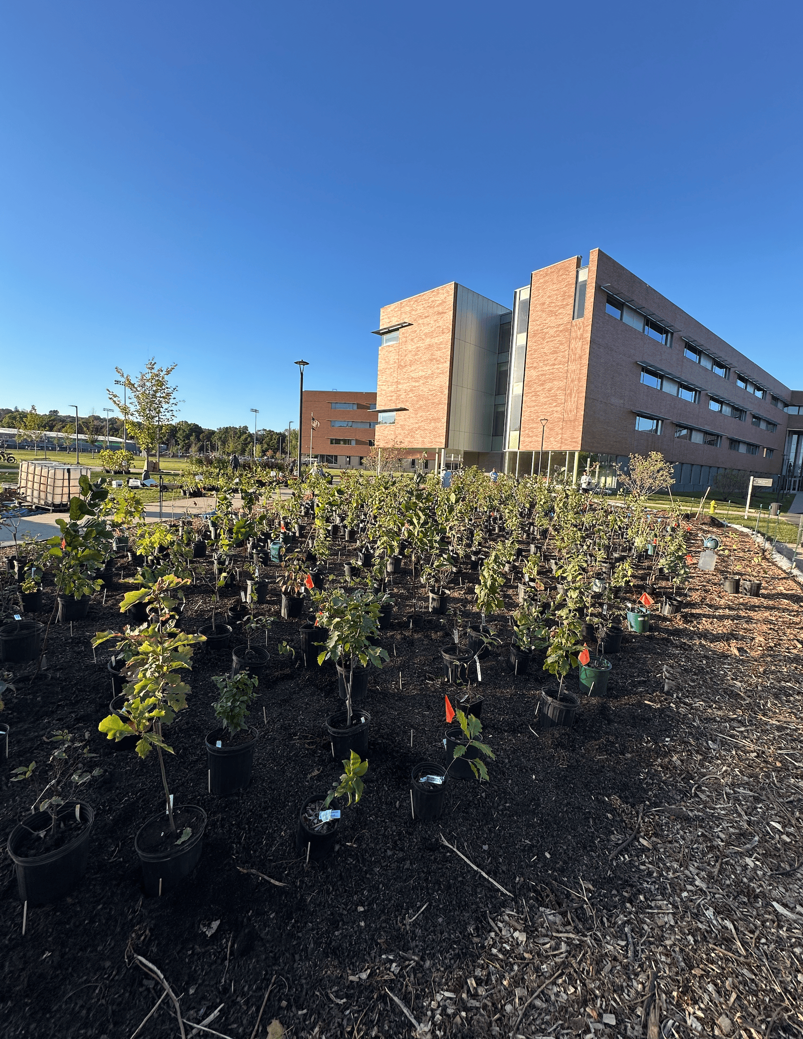 Belmont, Mass. | A forest grows in Belmont!
