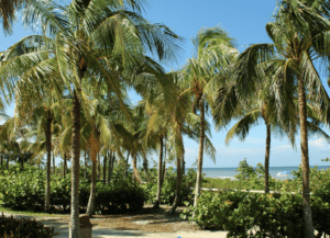 Featured Creature: Palm Tree