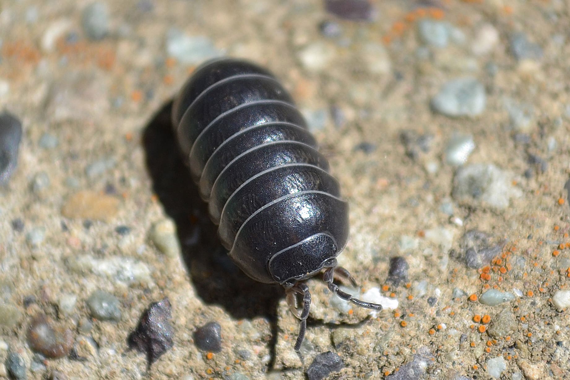 A glossy, dark grey pill bug with a segmented, armor-plated back walking across sandy, pebbly ground, its short legs and antennae visible at the front