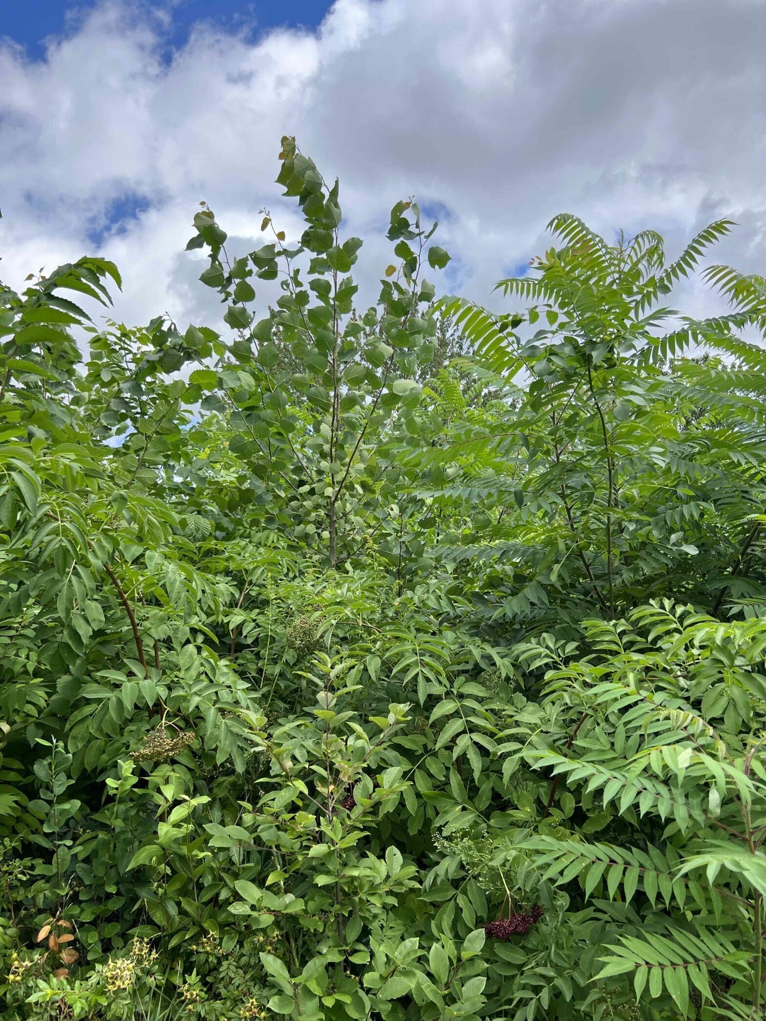 Somerville High School Forest
