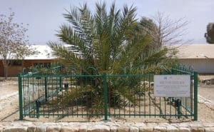 Featured Creature: Judean Date Palm