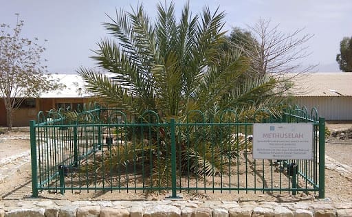 Featured Creature: Judean Date Palm