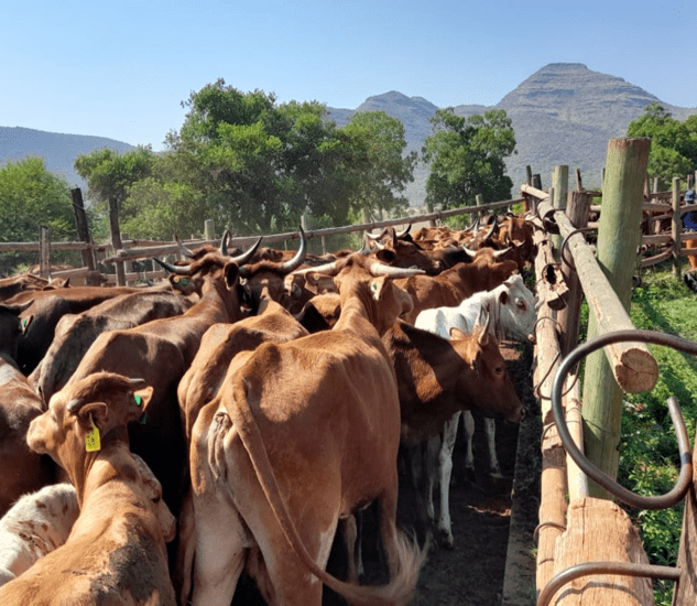 Cattle being corralled for auction