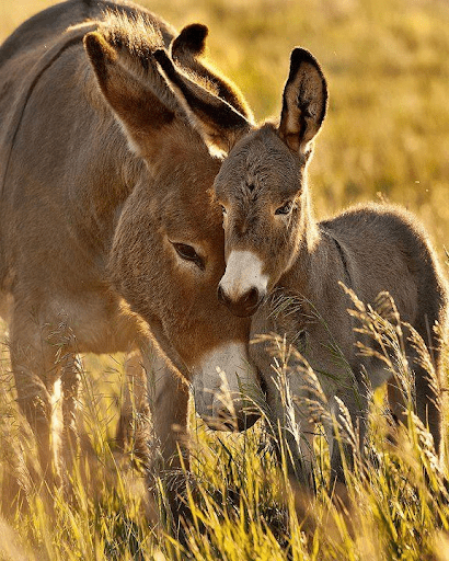 Featured Creature: Donkey
