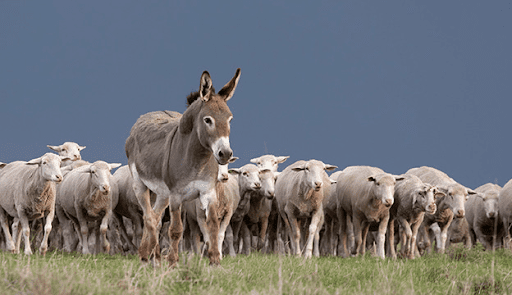 Kachana Station’s Donkeys Face a Cull Order
