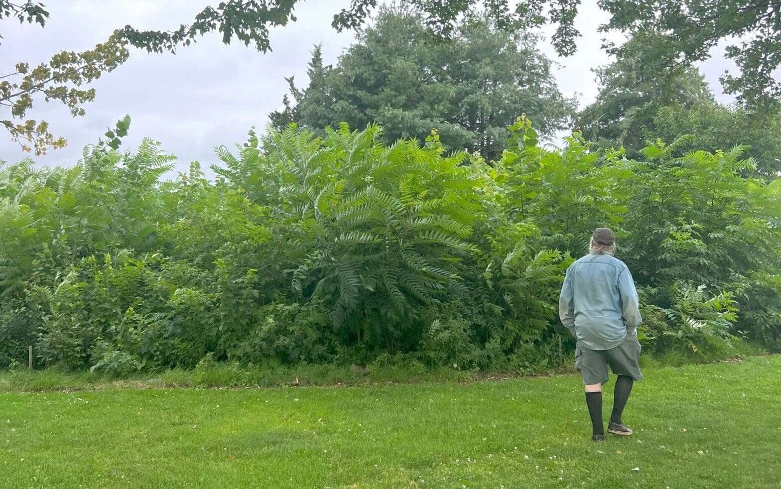 Our First Miyawaki Forest Turns Two