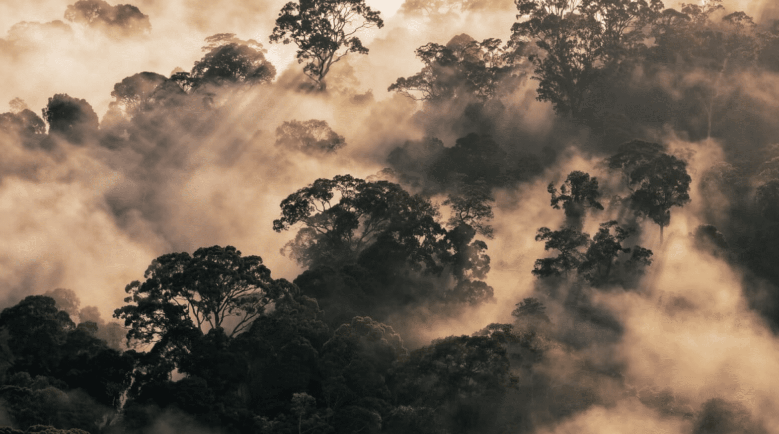 Forests as Climate Infrastructure, not Just Carbon Storage