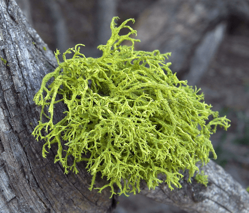 Bright yellow-green, shrubby wolf lichen (Letharia vulpina) growing on a weathered branch