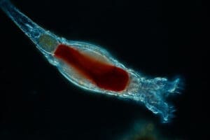 Featured Creature: Rotifers