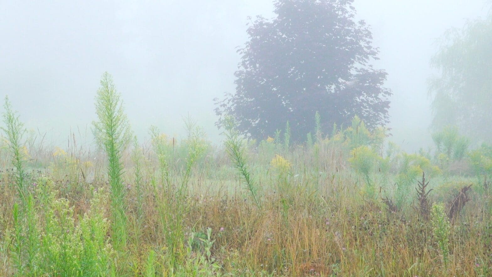 A Film that Affirms the Power of Life to Heal Our Planet