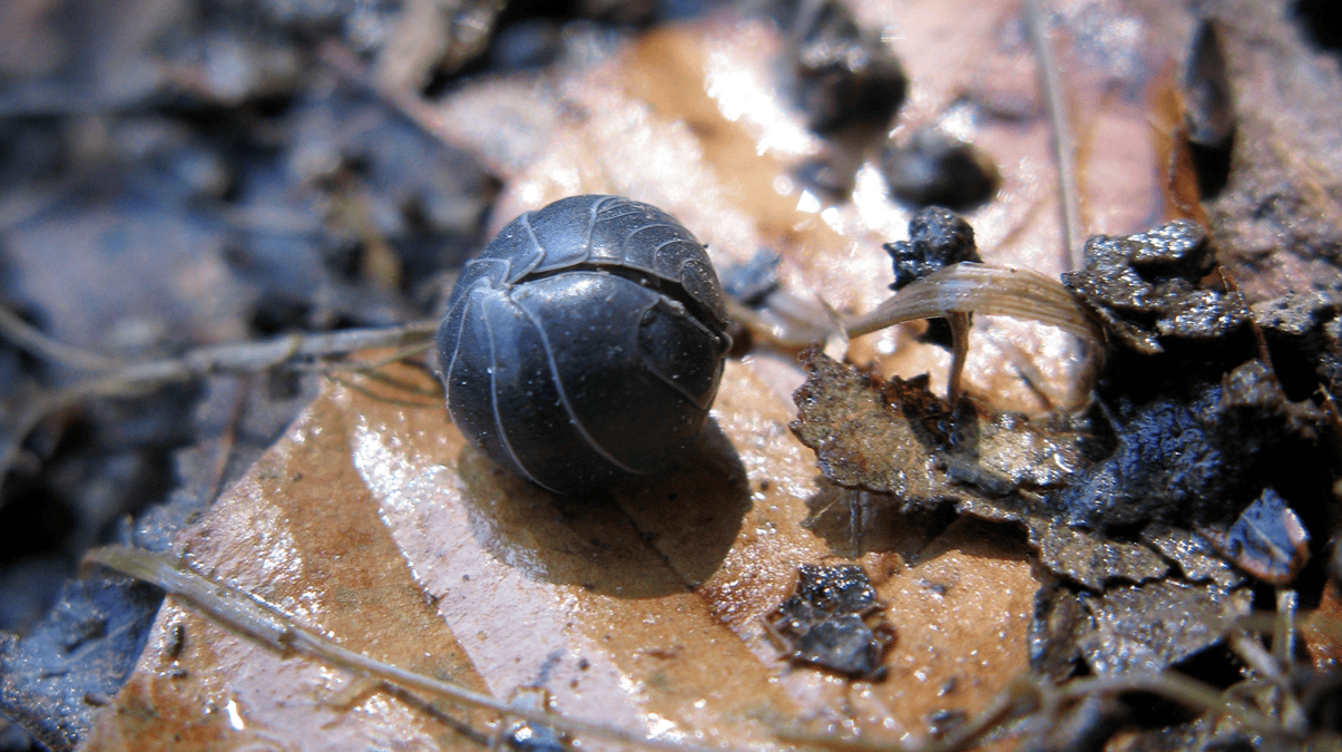 A pill bug rolled into a tight, dark grey ball on a wet, brown fallen leaf among bits of soil and leaf litter