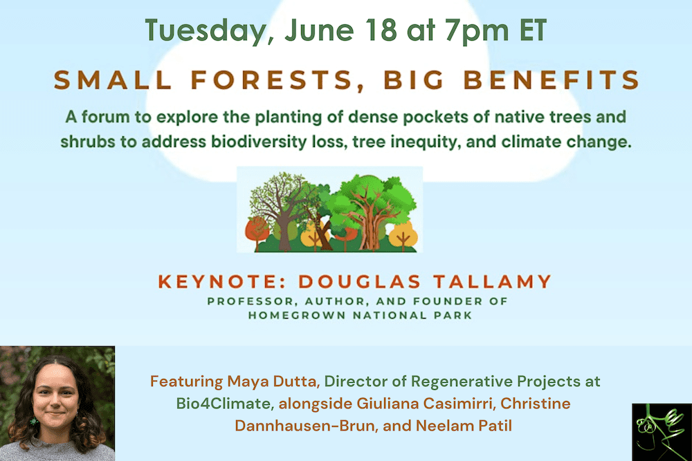 Small Forests, Big Benefits: A Forum on Miyawaki Miniforests