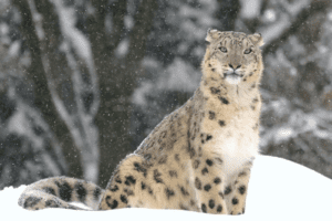 Featured Creature: Snow Leopard