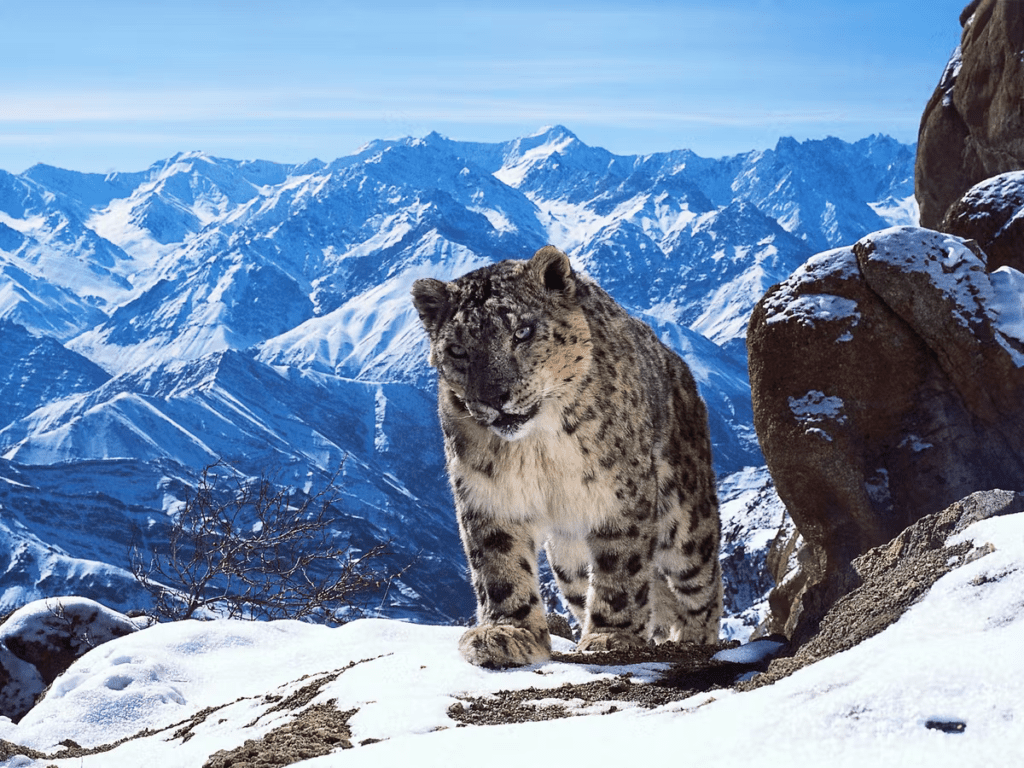 A snow leopard stands on a snowy rocky ridge in front of a range of snow-covered mountains