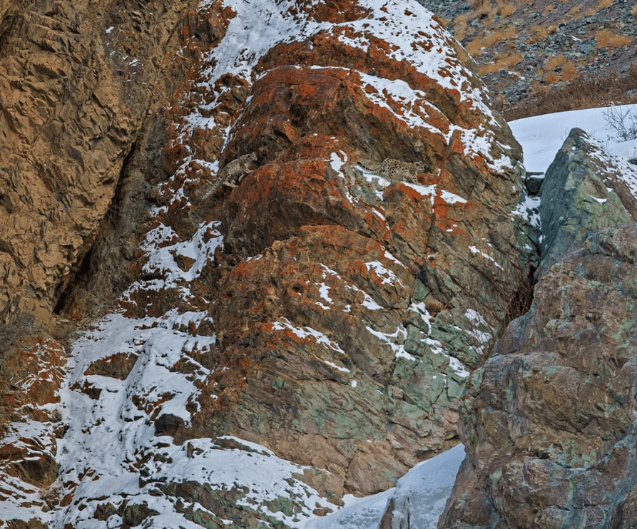 A snow-dusted, lichen-covered rock face in which two camouflaged snow leopards are hidden