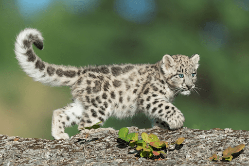 A snow leopard cub with a long, spotted, upturned tail walks along a rock