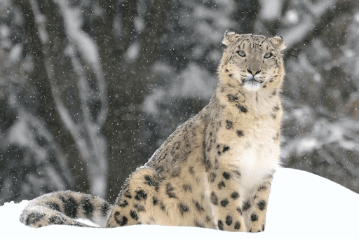 A snow leopard with a thick, spotted pale coat sits in deep snow as snowflakes fall around it