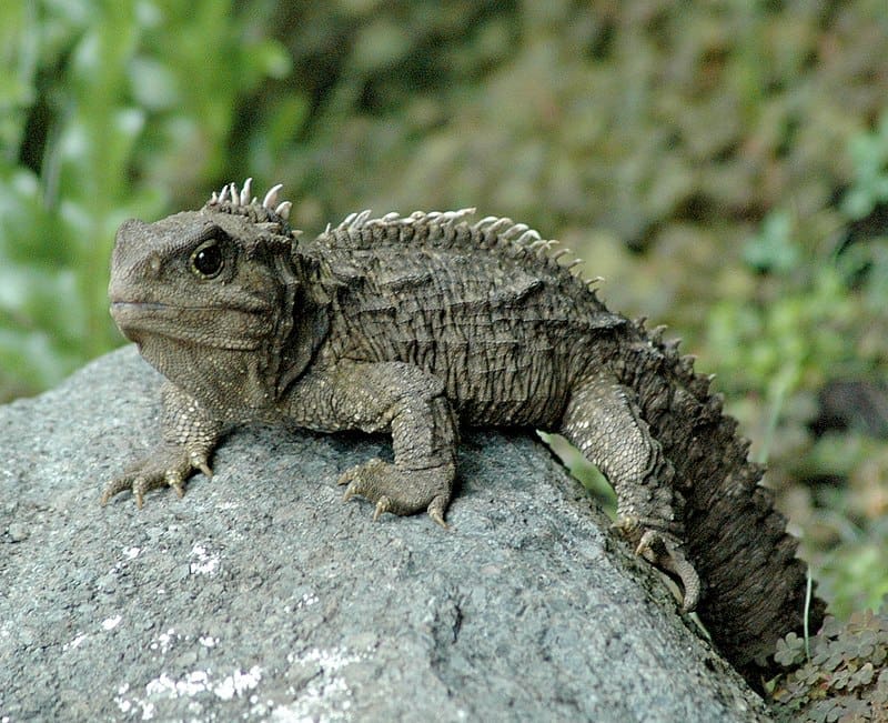 A male tuatara, around 30 years old, resting on rocky ground