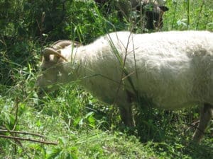Weed-Grazing-Livestock-300x225