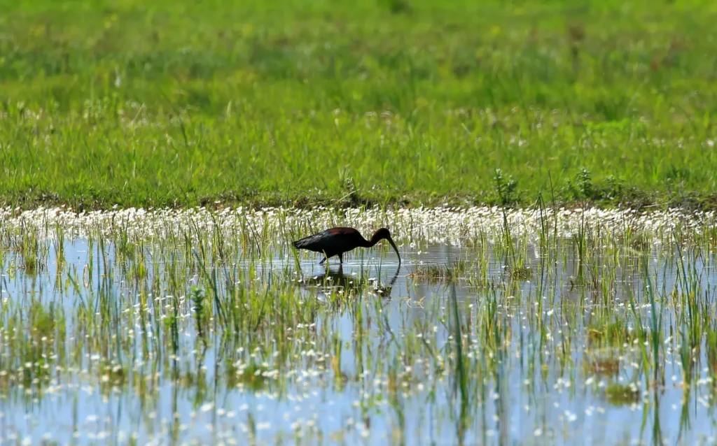 Biodiversity 10 Deep Dive – Beavers, Wetlands & Shorelines