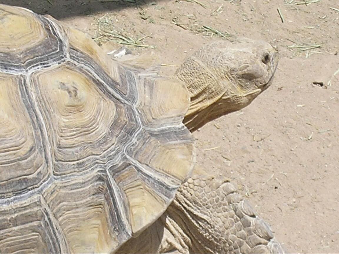 African Spurred Tortoises Drive Vegetation Recovery in the Sahara