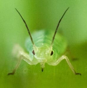 Featured Creature: Aphid