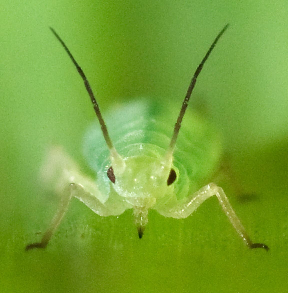 Featured Creature: Aphid