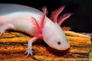 Featured Creature: Axolotl