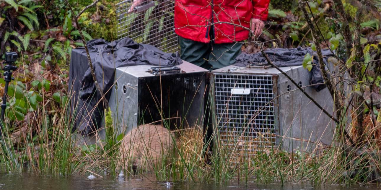 Forests in Warm Conditions Capture More Methane as Temperatures Rise