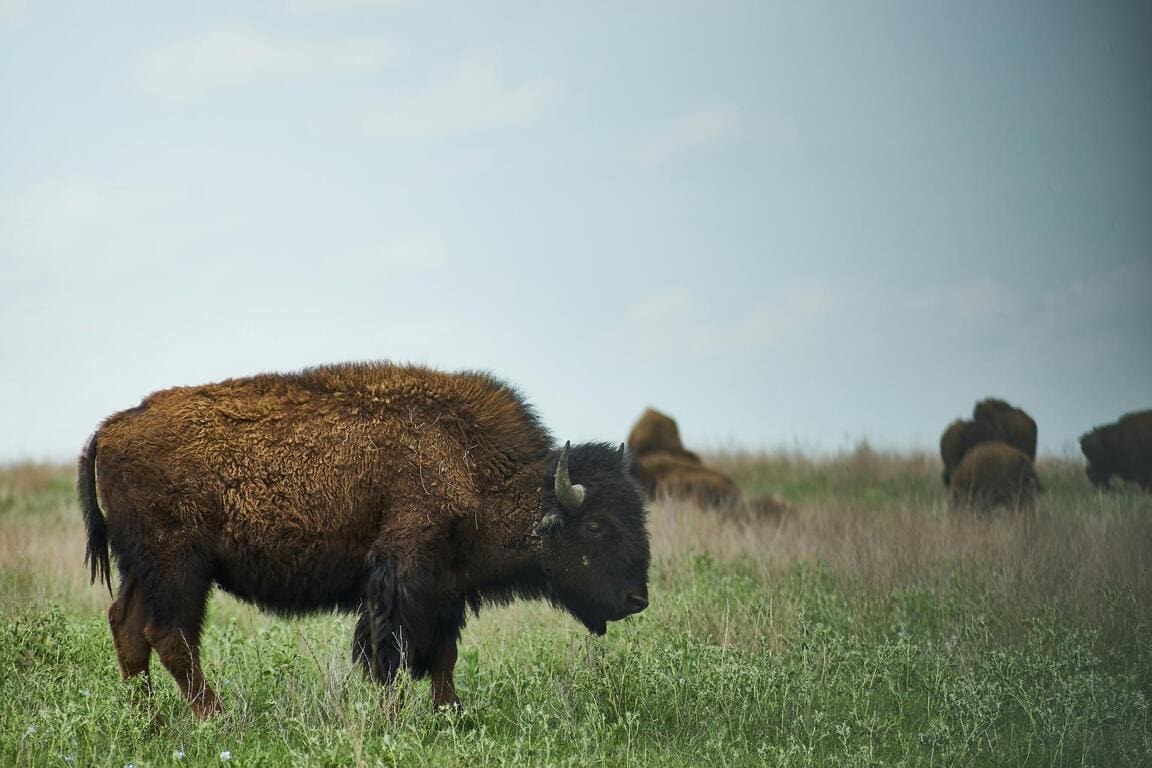 Buffalo in NYC? Almost.