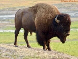 Featured Creature: Bison