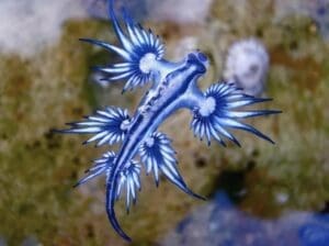 Featured Creature: Blue Dragon