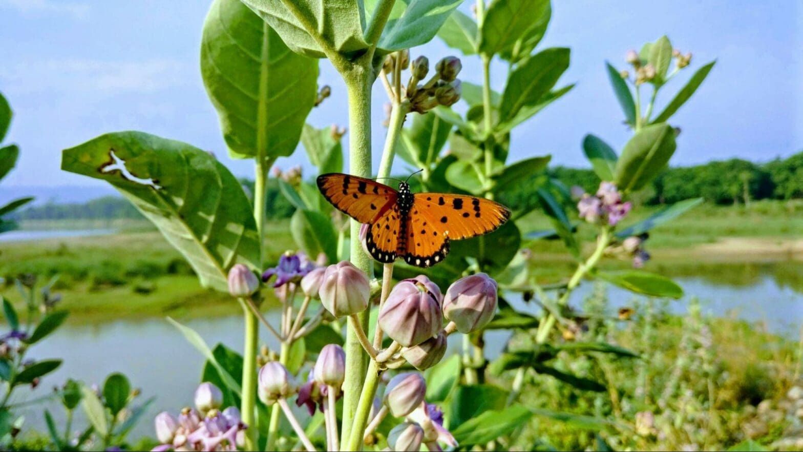 15 Biodiversity Conservation Issues Scientists are Watching in 2026