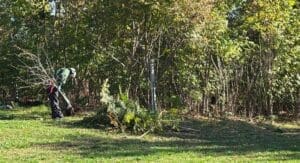 Miyawaki Forest Intervention Draws Concerns