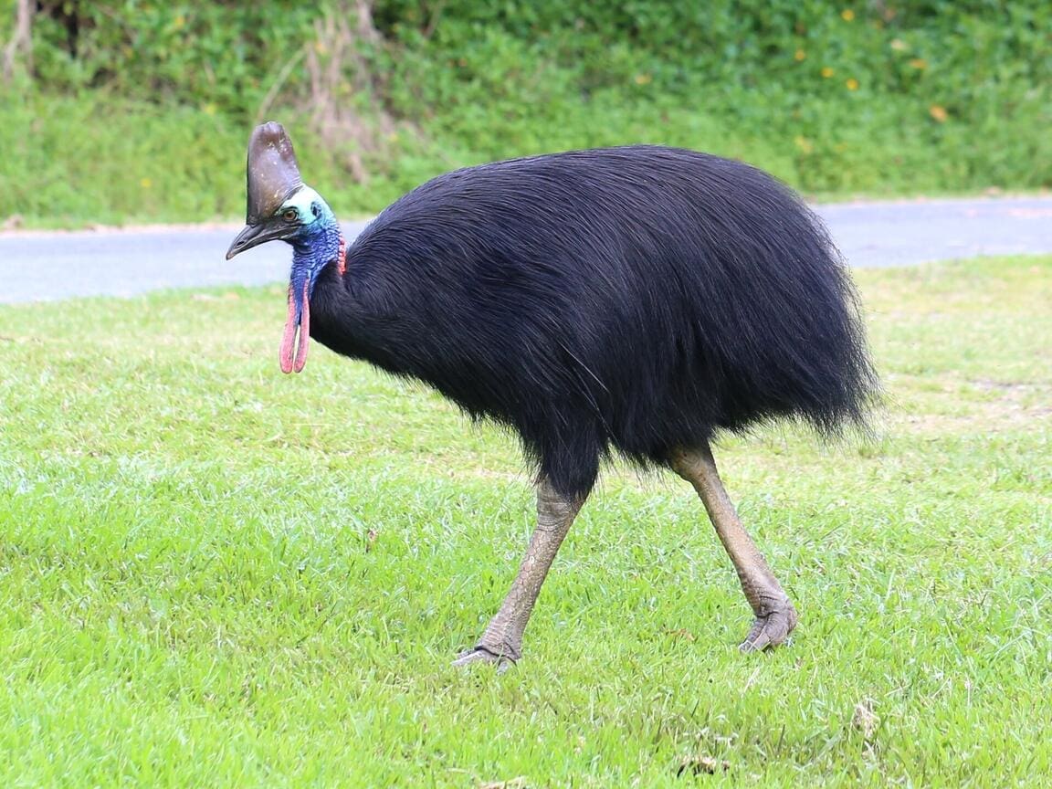 Australian Cassowaries Recover from Endangerment, but by How Much?