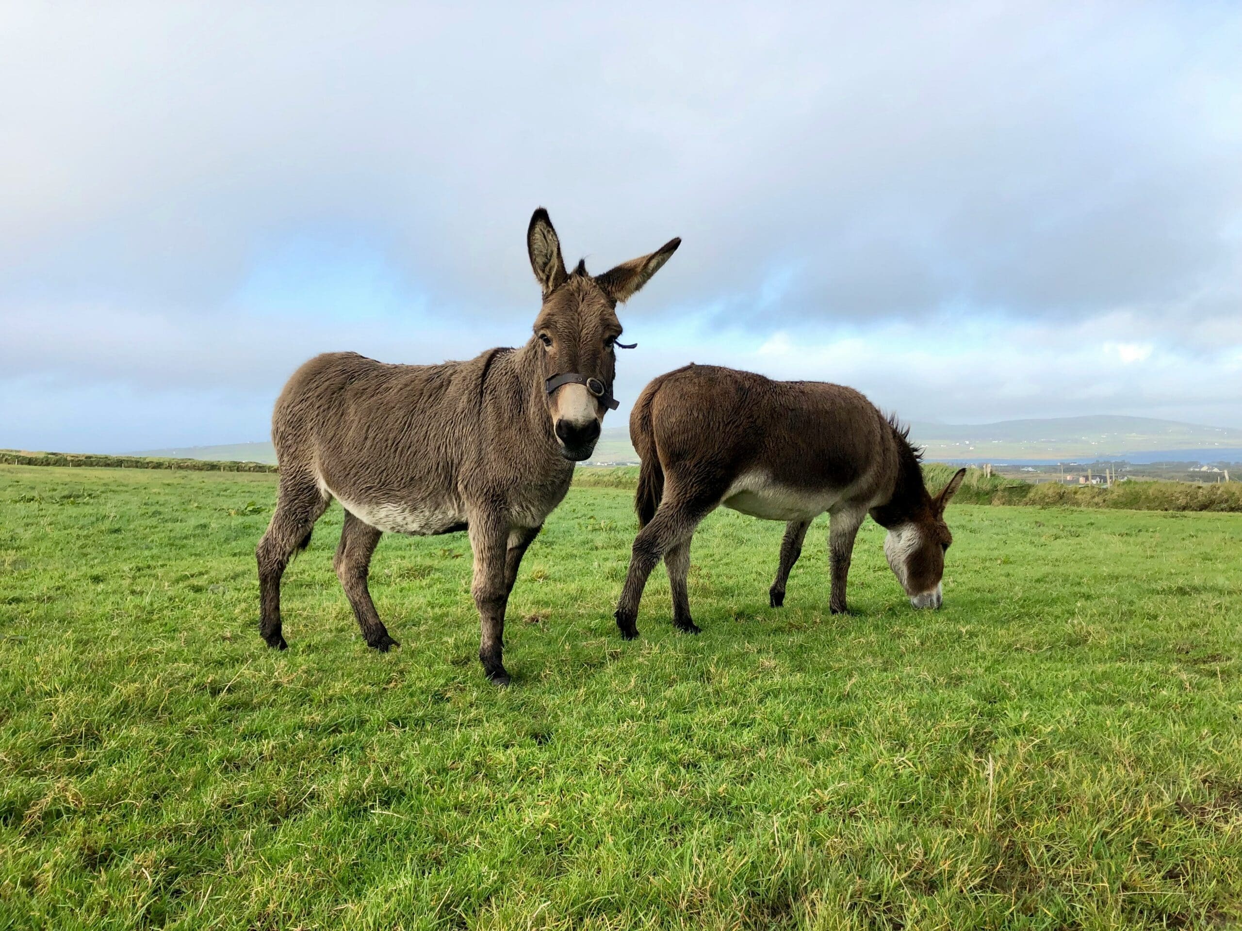 Donkeys Between Civilization, Conflict, and Conservation