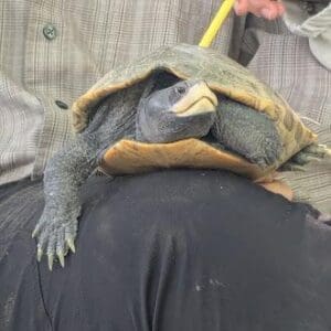 Featured Creature: Diamondback Terrapin