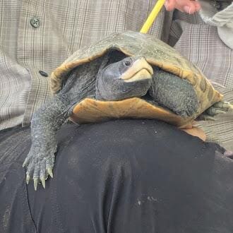 Featured Creature: Diamondback Terrapin