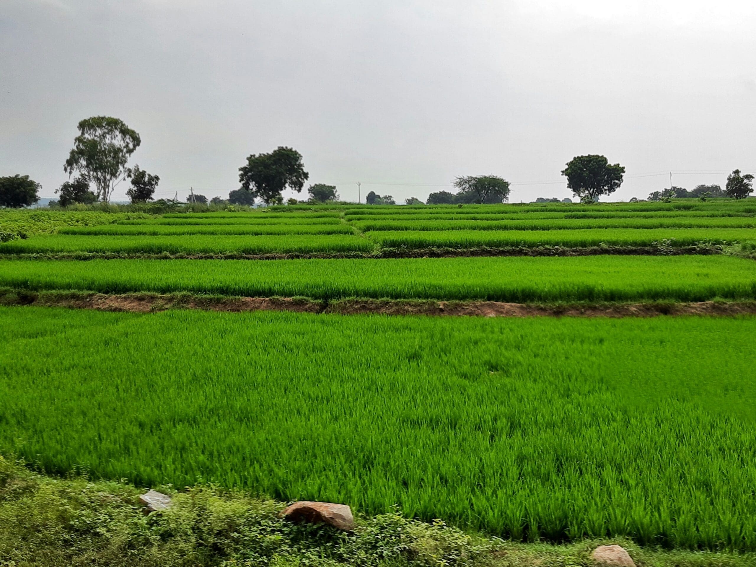 The Living Soil: A Holistic Analysis of Nutrient Dynamics in Andhra Pradesh Community-Managed Natural Farming (APCNF)