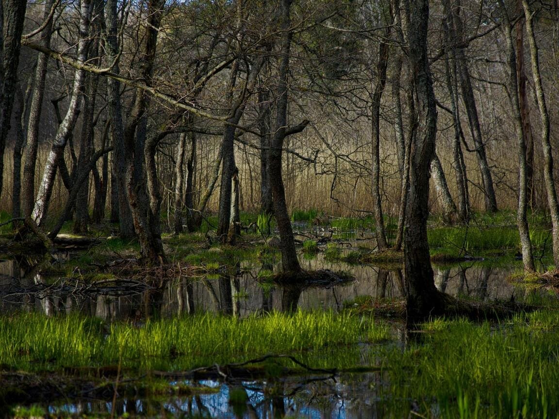 Peatland Restoration Could Bring Water and Carbon Back into the Landscape in Finland