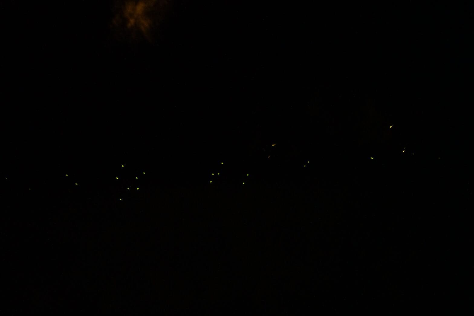Featured Creature: Fireflies