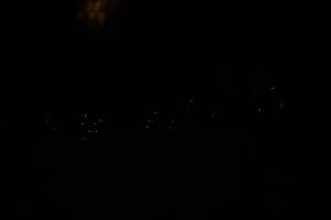 Featured Creature: Fireflies