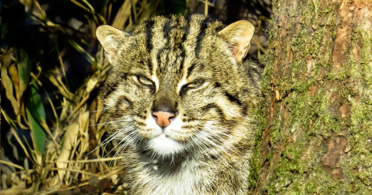 Featured Creature: Fishing Cat
