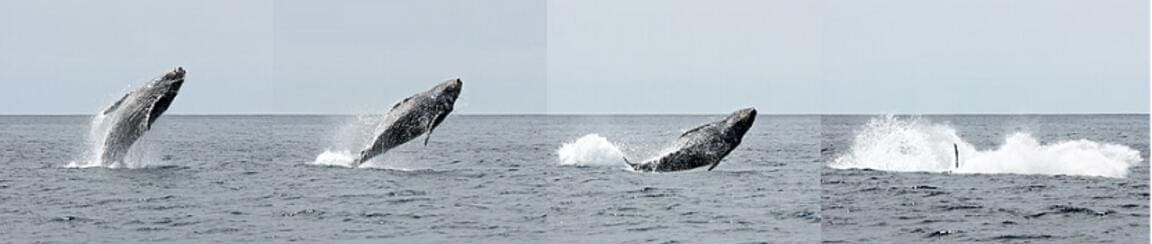 A sequence of images showing a juvenile humpback whale breaching out of the water