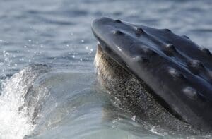Featured Creature: Whale Fall